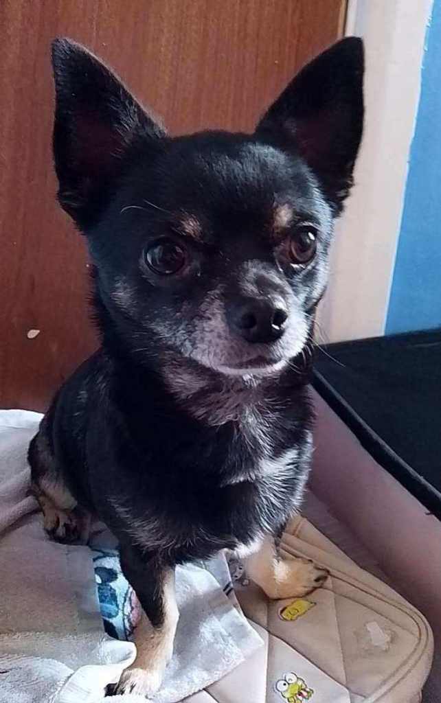 Chihuahua