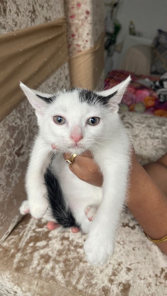 🐾 British Shorthair Kittens Looking for Loving Homes 🐾
