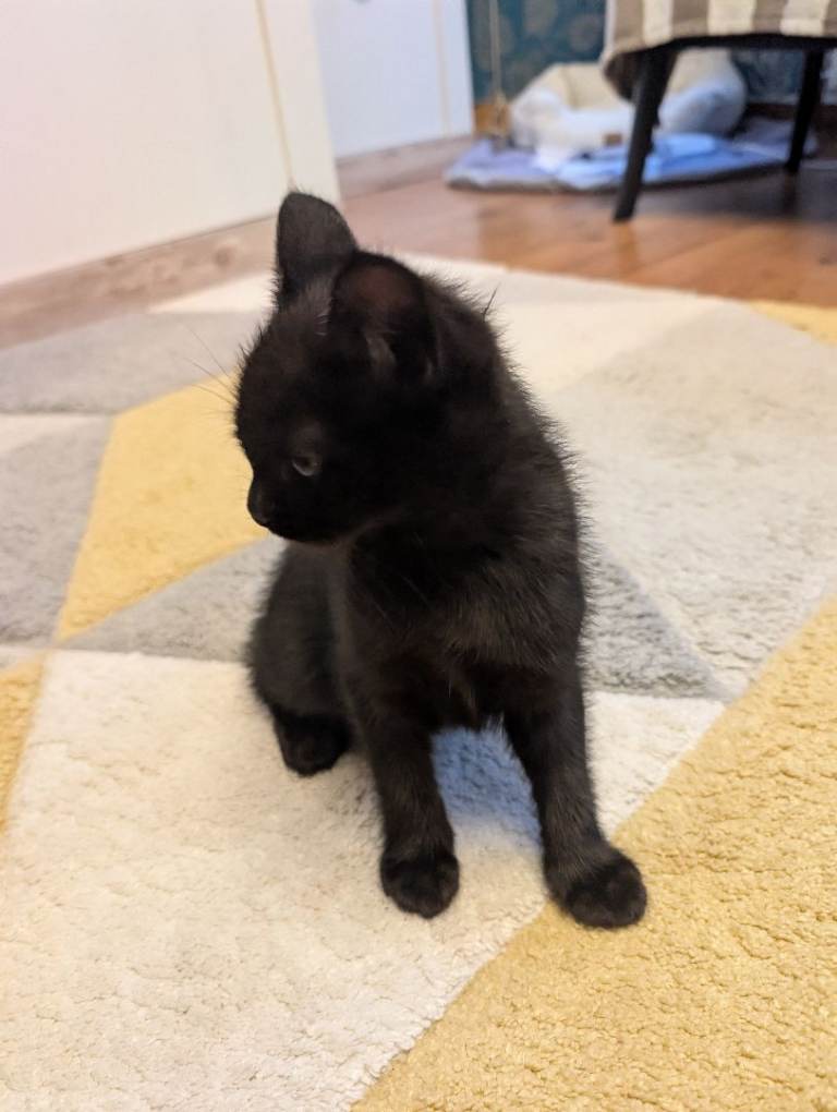 Kittens for Sale. Ready to go to good home
