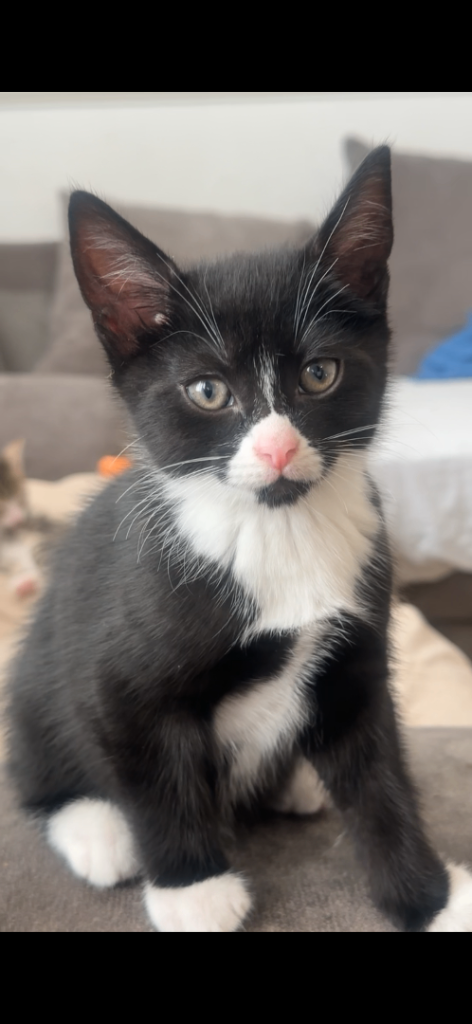 🐾 4 Beautiful Kittens Looking for Their Forever Homes! 