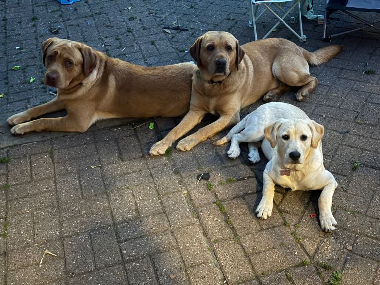 Labrador retriever puppy