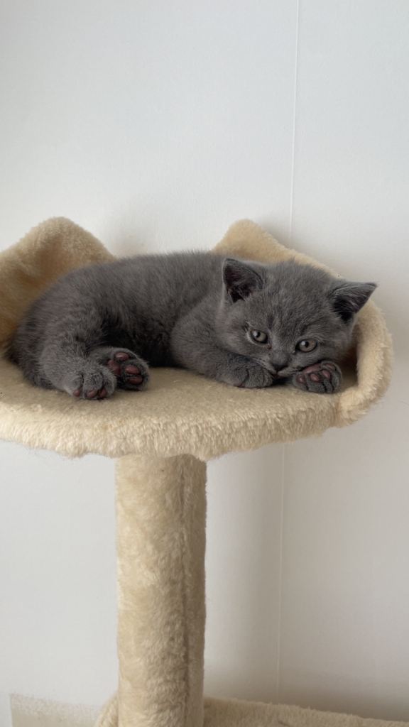 British shorthair kittens 