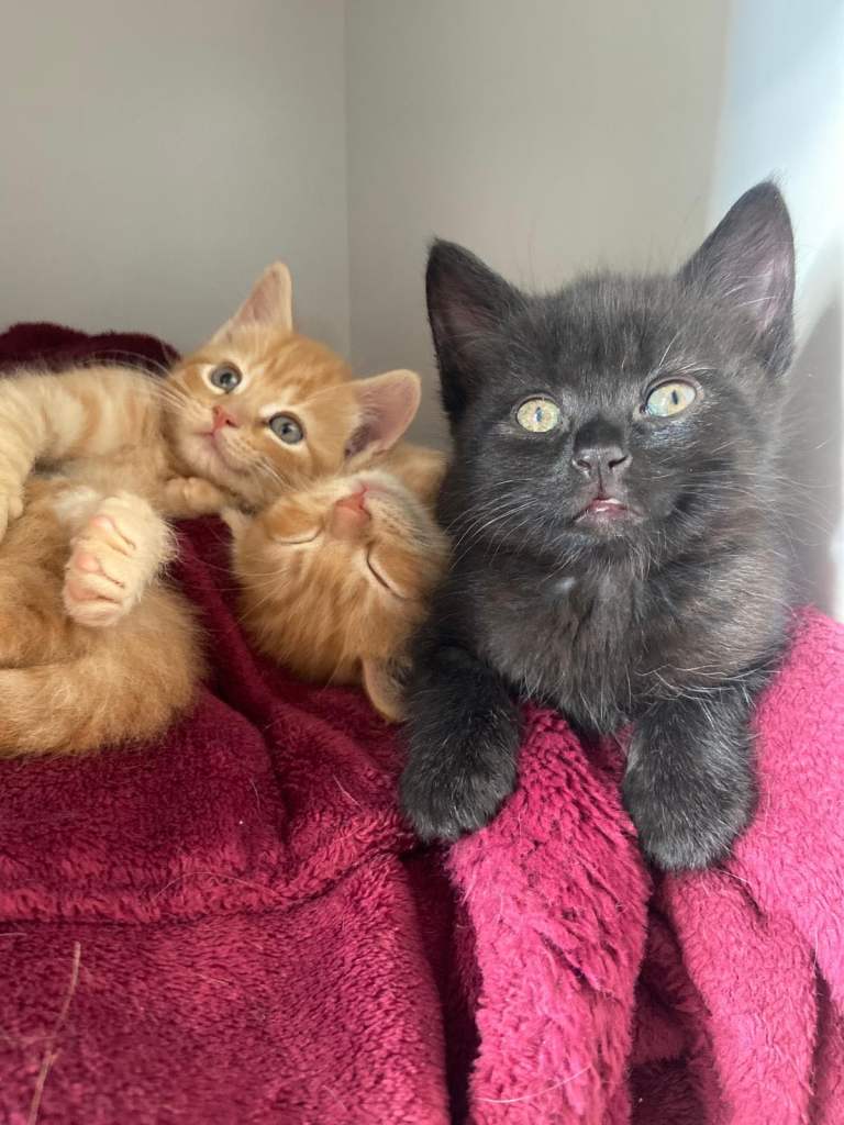🐾 Adorable Kittens – £300 Each – Looking for Loving Homes 🐾