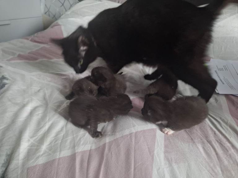 kittens