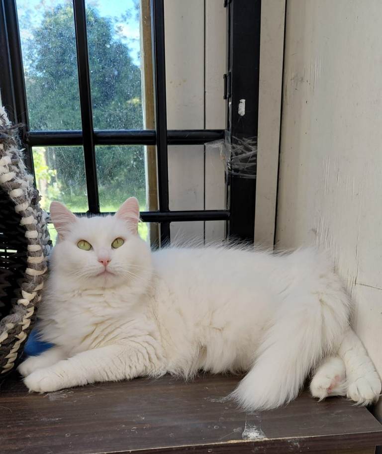 Turkish angora cat 