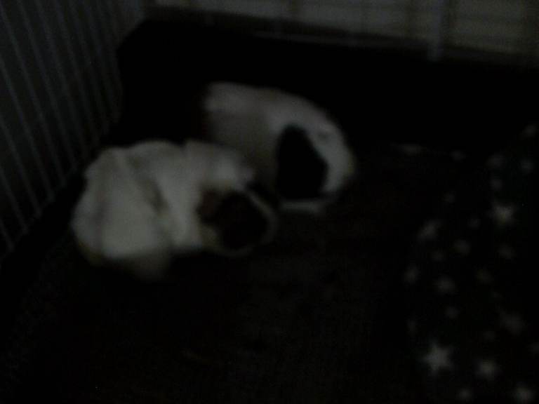 guinea pigs 2 bonded females plus everything  needed