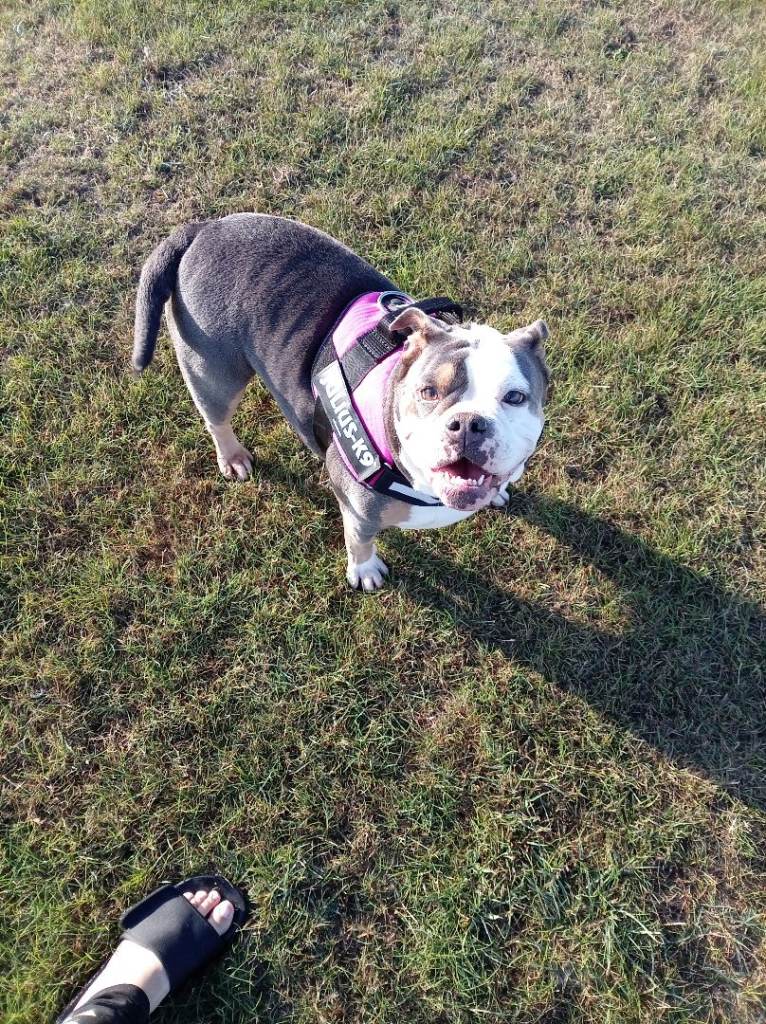 English female bulldog 