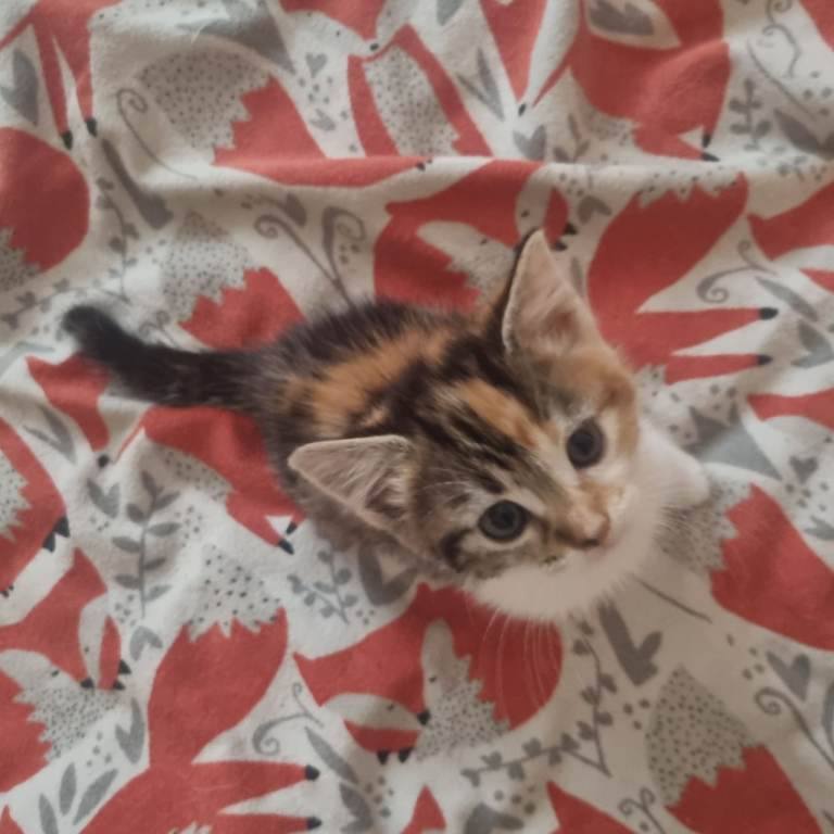 2 beautiful kittens 