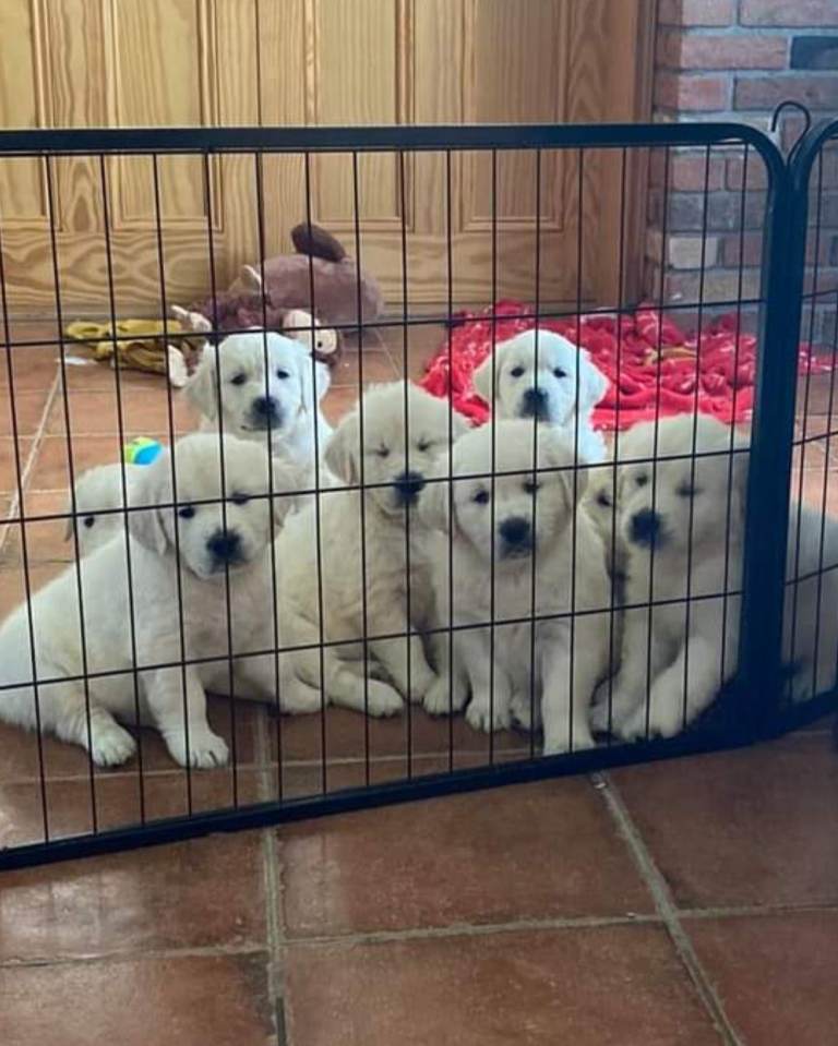 STUNNING GOLDEN RETRIEVERS HEALTH TESTED