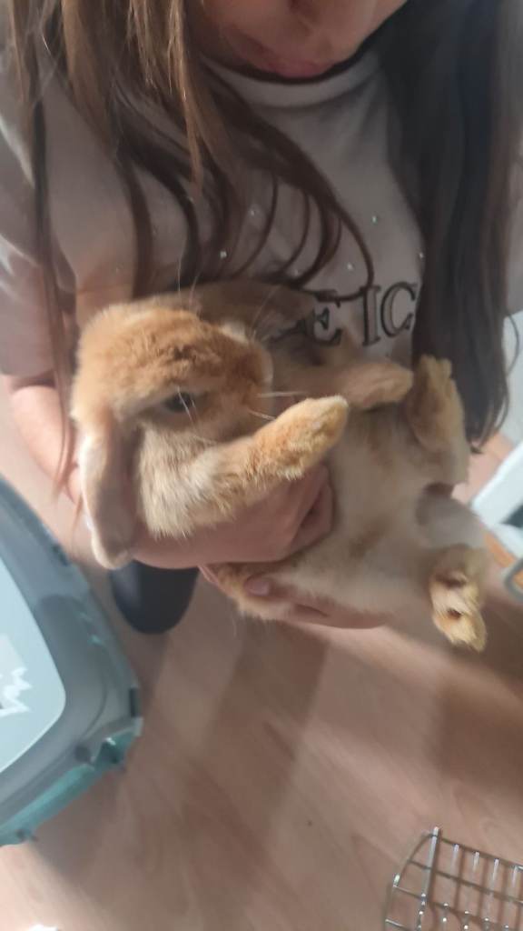 Bunny for rehoming