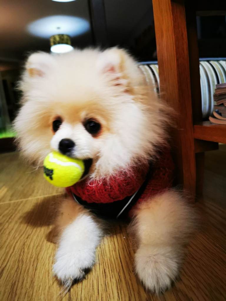 Gorgeous KC registered white male pomeranian puppy 16 Weeks