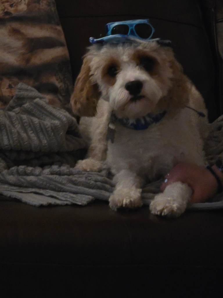 3 year old male dog rehome