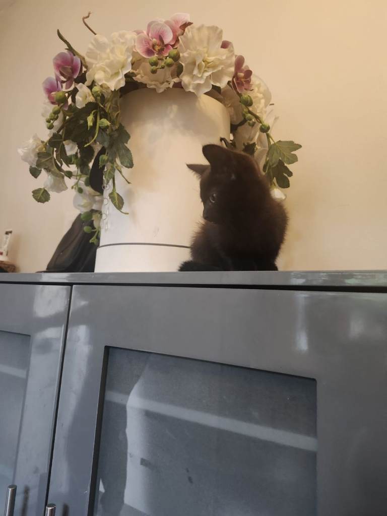 Gorgeous black kitten 