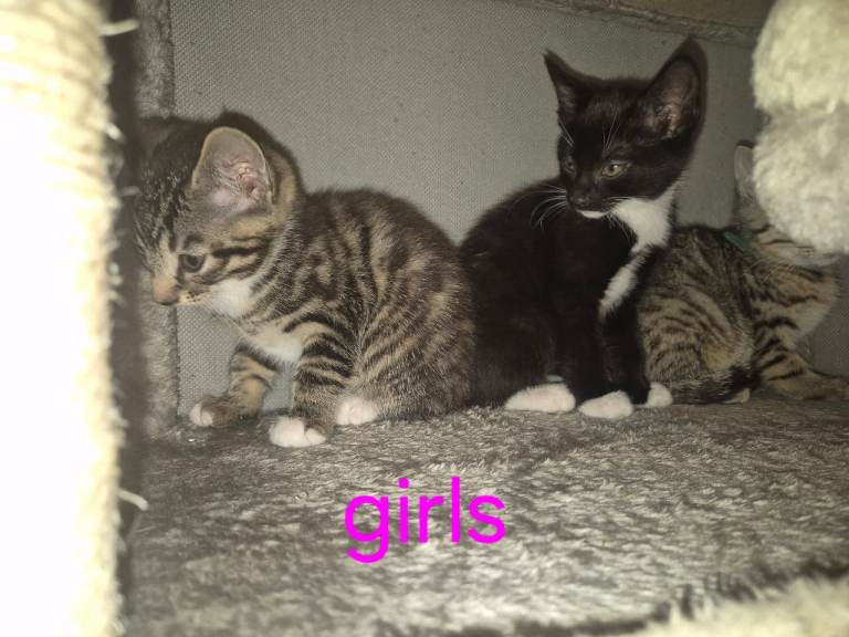 Bengal cross tabby kittens 