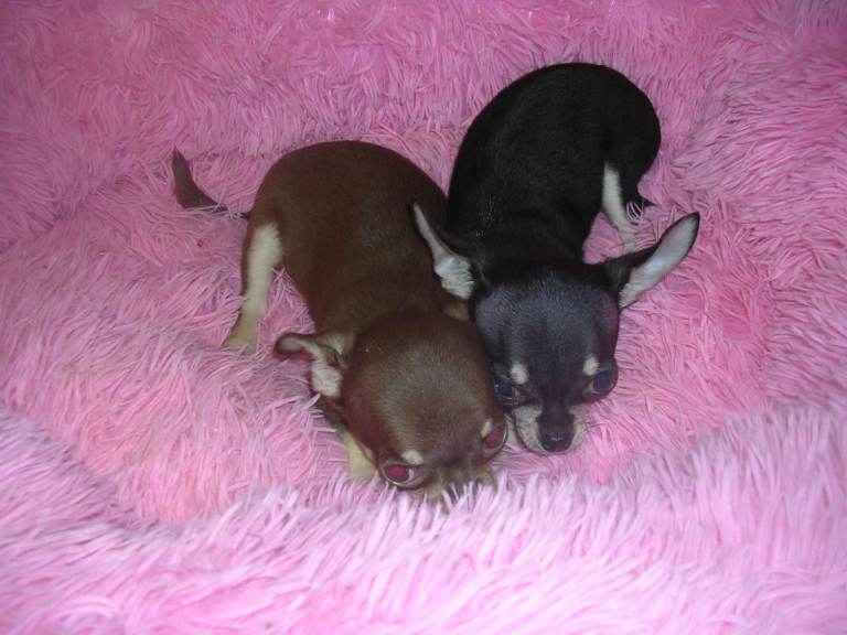 Small Full breed chihuahua puppies 2 boys available
