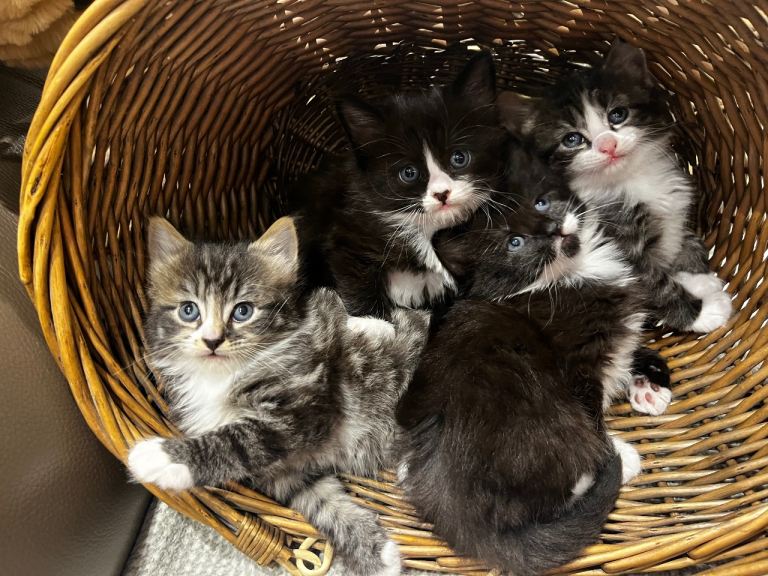 Friendly Healthy Kittens 