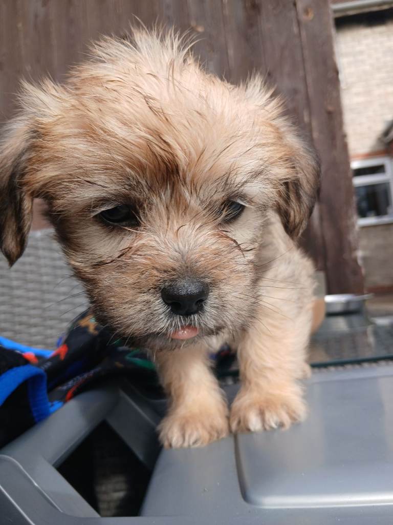 Cocker spaniel cross Lhapat (lhasa apso cross patterdale)
