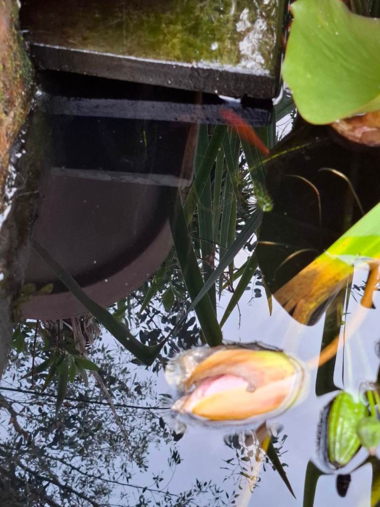 4 goldfish 