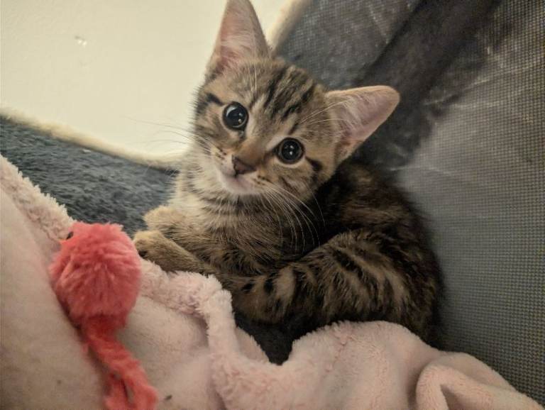 🐾 Beautiful Female Tabby Kitten for Sale 🐾