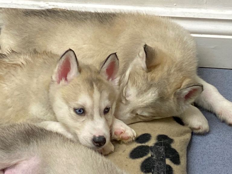 Siberian Husky Puppies for Sale 