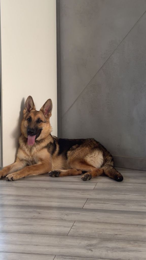 German shepherd puppies