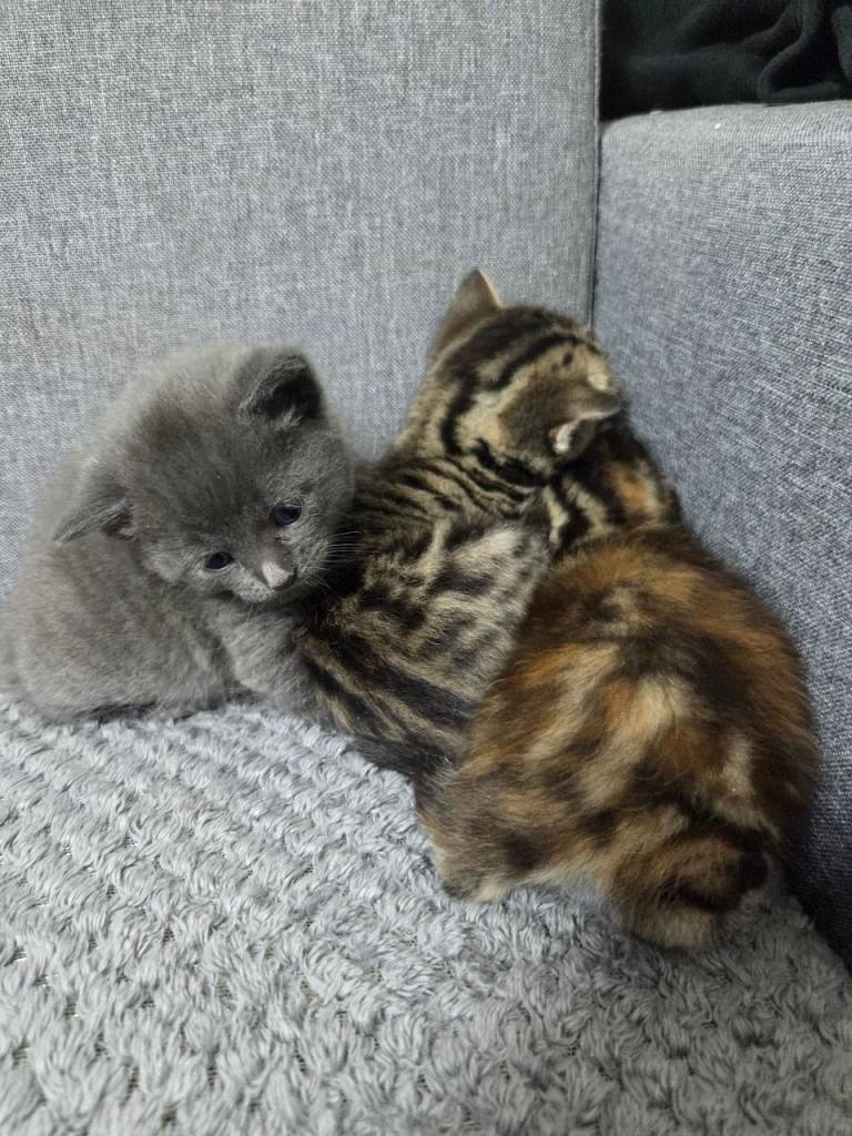 4 Adorable Kittens Ready for Their New Home 