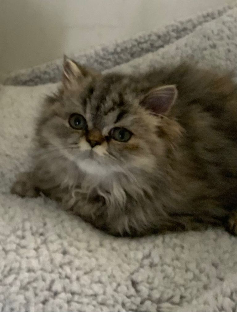 2 STUNNING PERSIAIN FEMALE KITTYS 