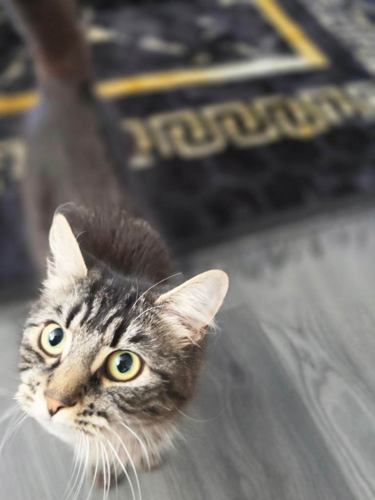 Girl cat