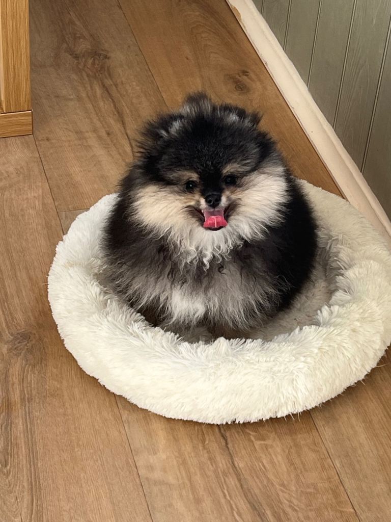 Pom Puppies from Five Star breeder 