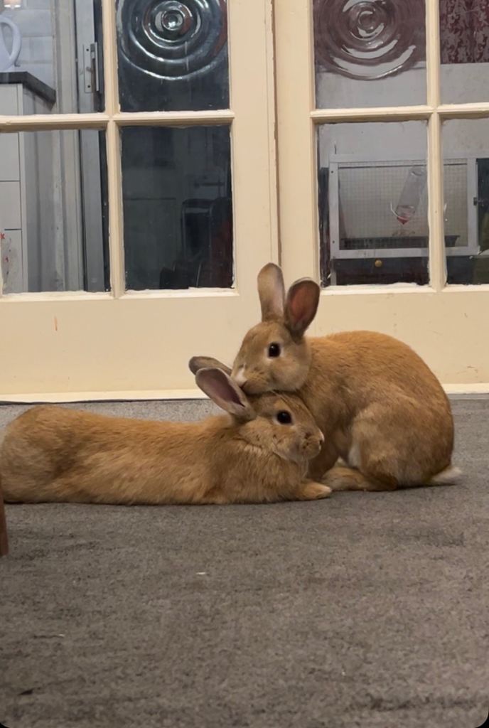 2 Rabbits for sale