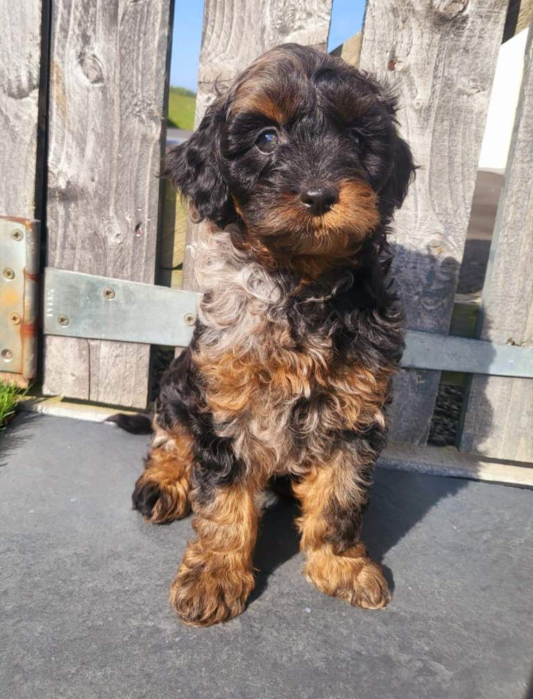 Cavapoo puppies f2 - Only 2 left 