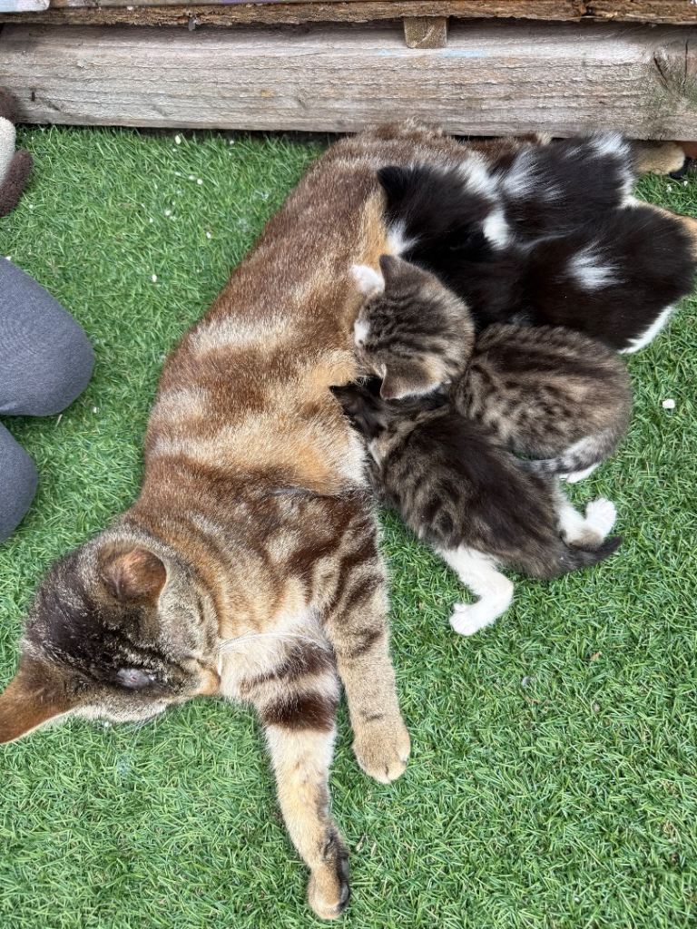 3 kittens
