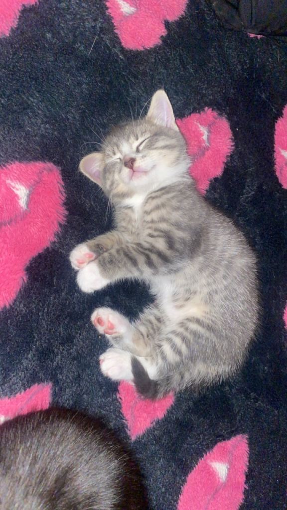 kittens for sale ready now 