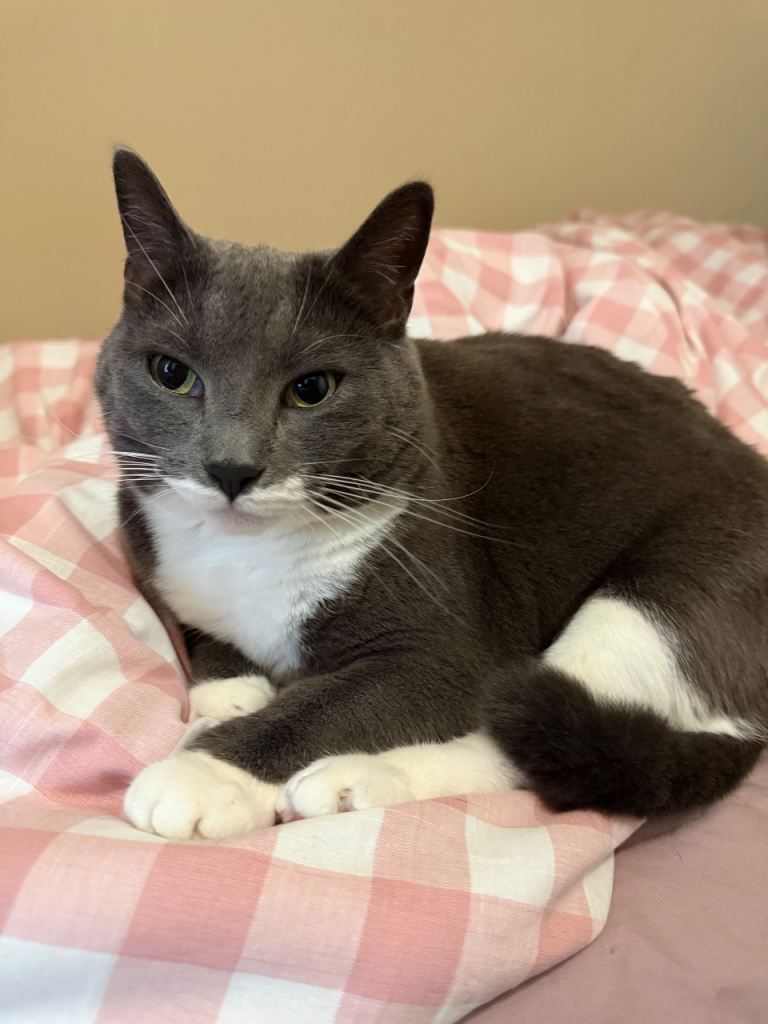  Luna 🤍 Sweet British Shorthair for Adoption