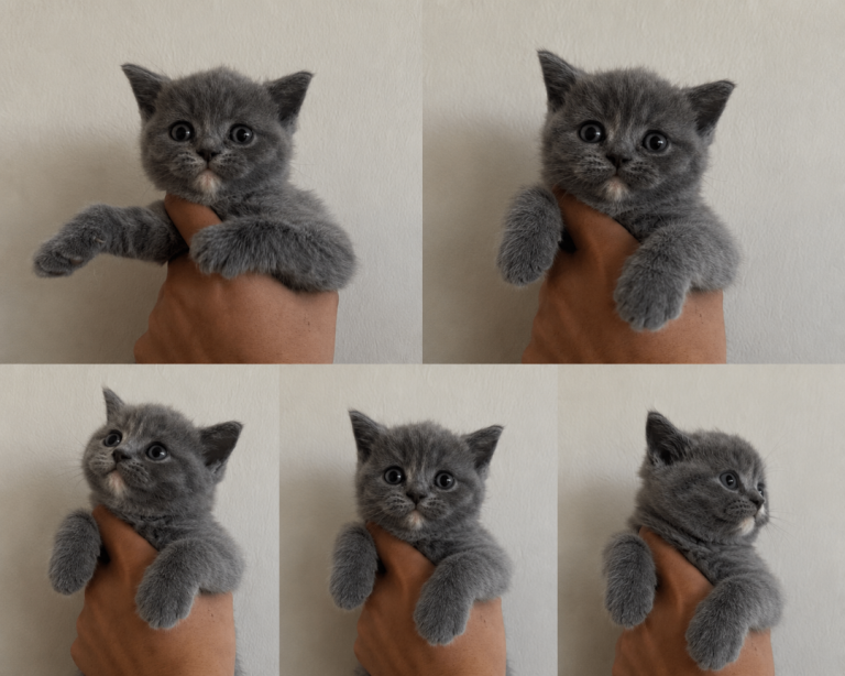  British short hair kittens lilac cream blue 