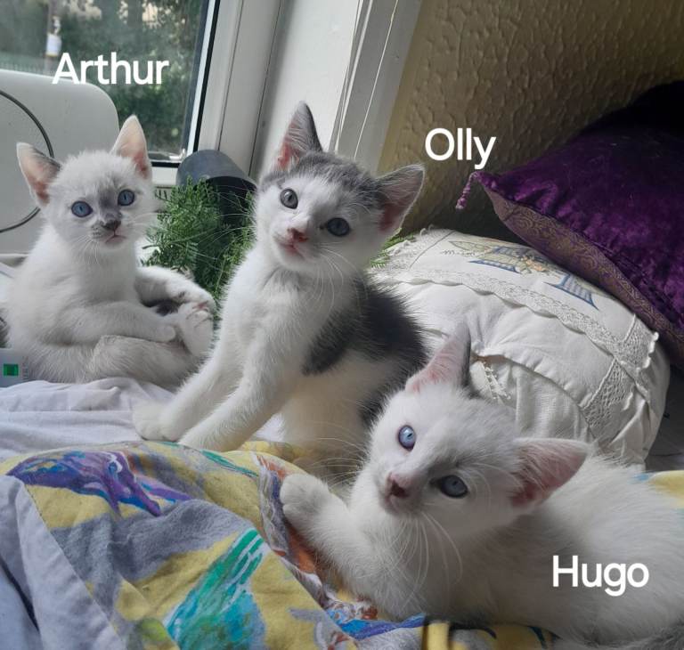 Siamese/BSH/ragdoll x ready now