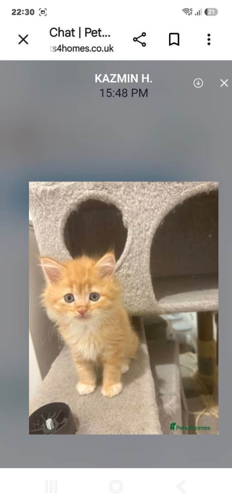 Gawgus x persian 