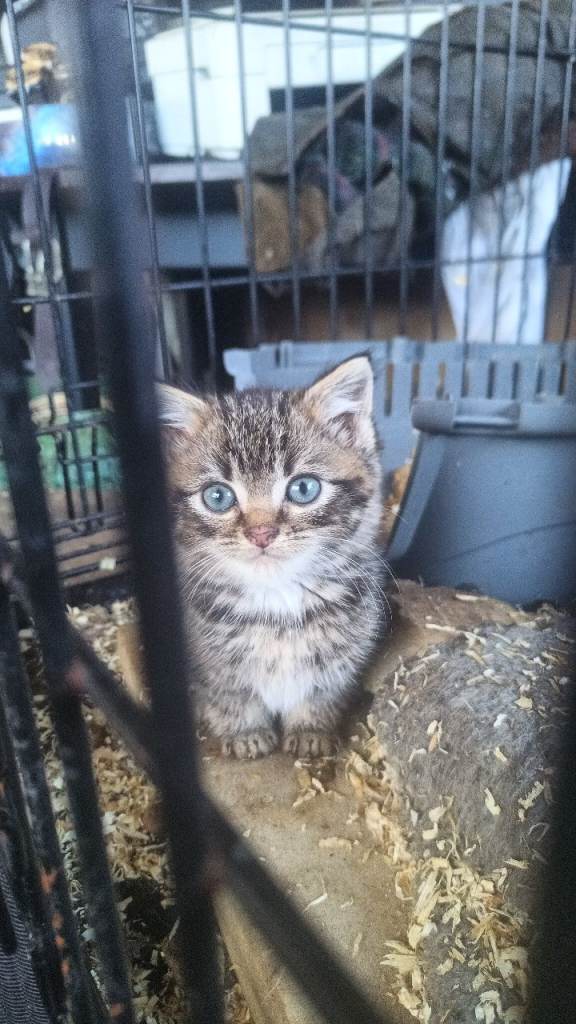 3 Tabby kittens 9weeks old