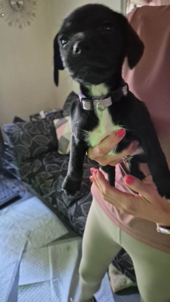 Cocker spaniel cross patterdale puppies