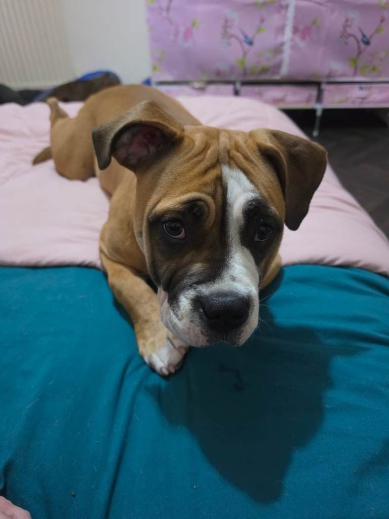 Puppy