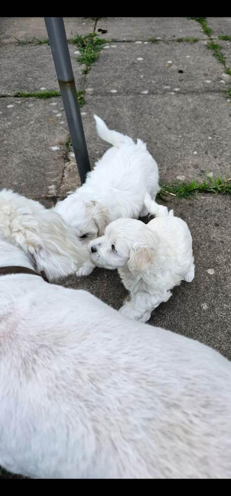 Beautiful Bichon Frisé Puppies – 2 Months Old – Ready for Their New Homes