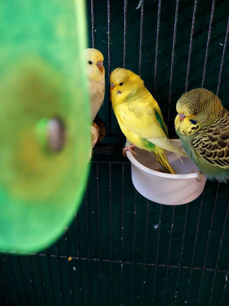 Gorgeous baby budgies 