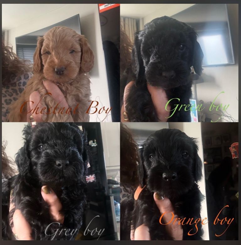 F3 cockerpoo puppies for sale 