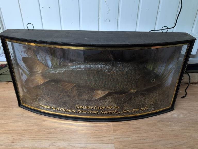 Taxidermy common carp in curved glass front case