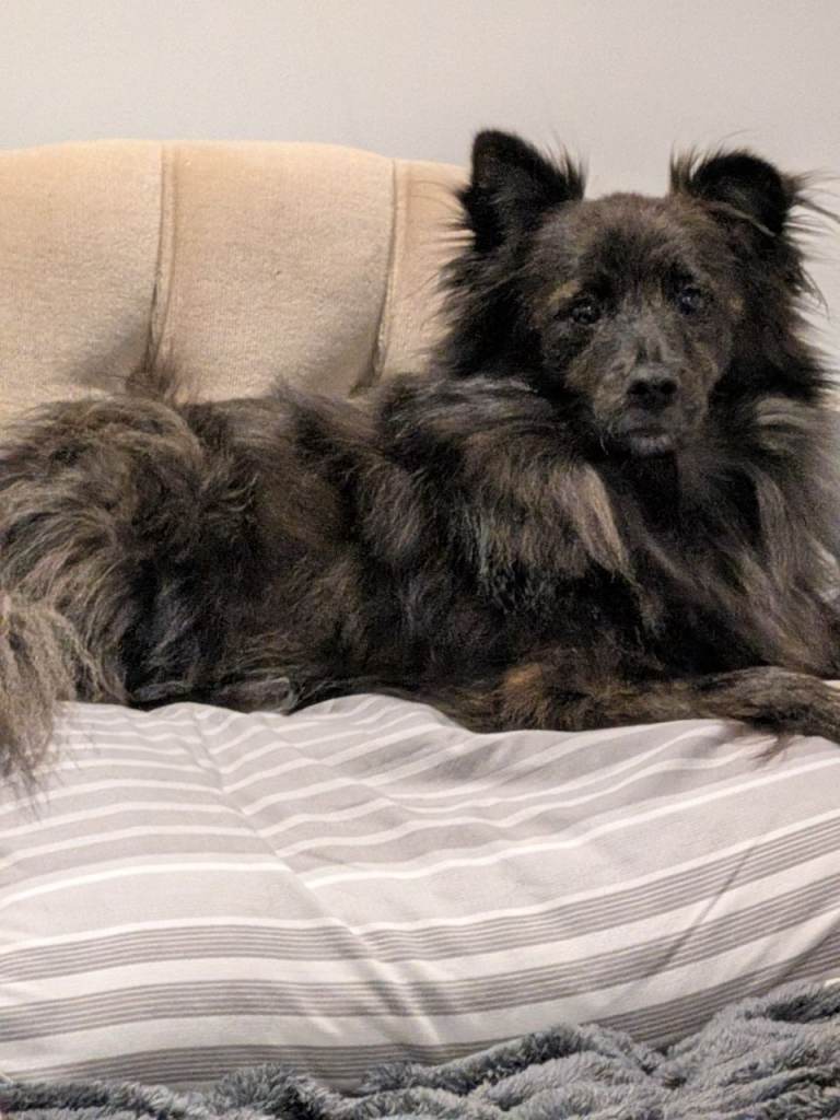 Rehoming my dog 100 ono