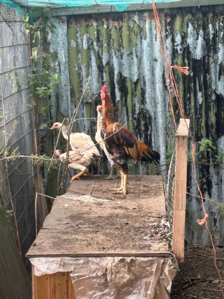 Shamo chickens 