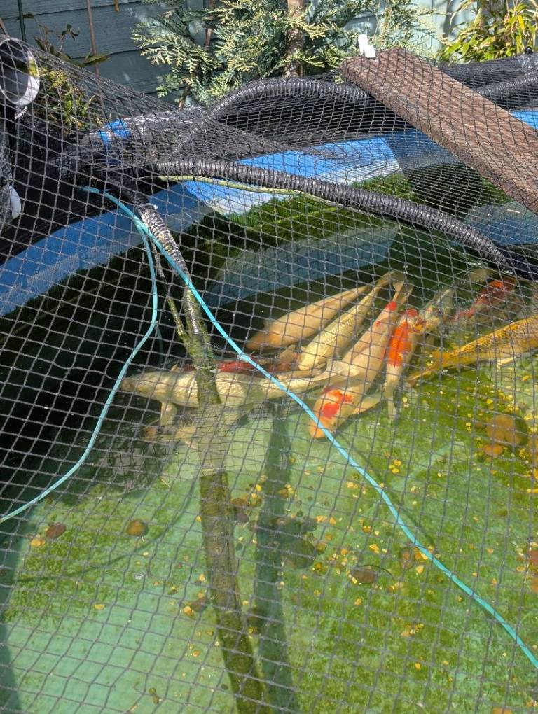 Quantity of koi for sale, good healthy fish, various sizes. Would like to sell as a Job lot