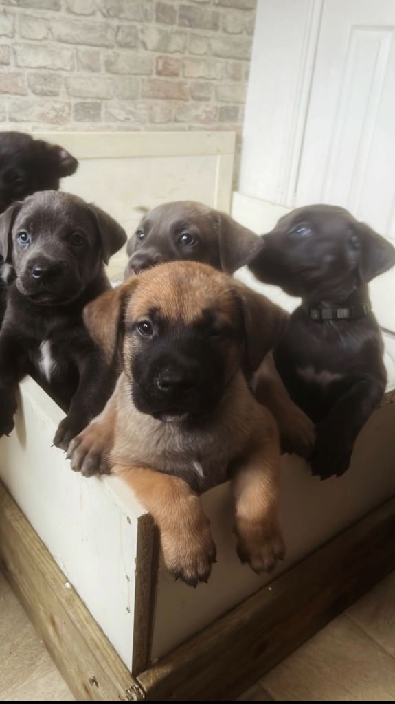 Cane Corso × Belgian Malinois 9 weeks old, ready to leave now, only 3 left  