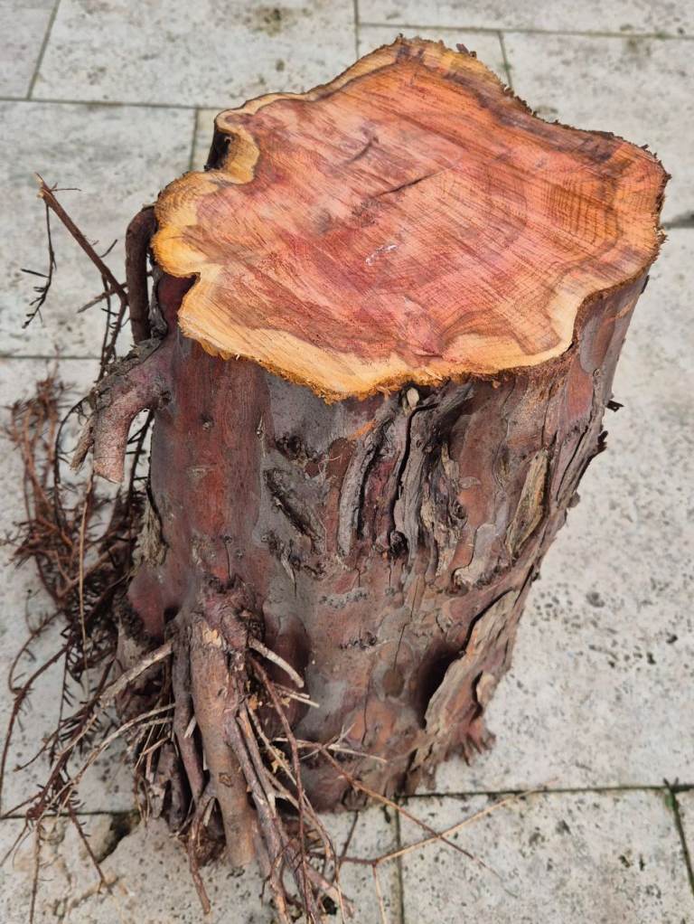 LARGE HEAVY YEW TREE LOG BLANK FOR WOOD TURNING CRAFTS