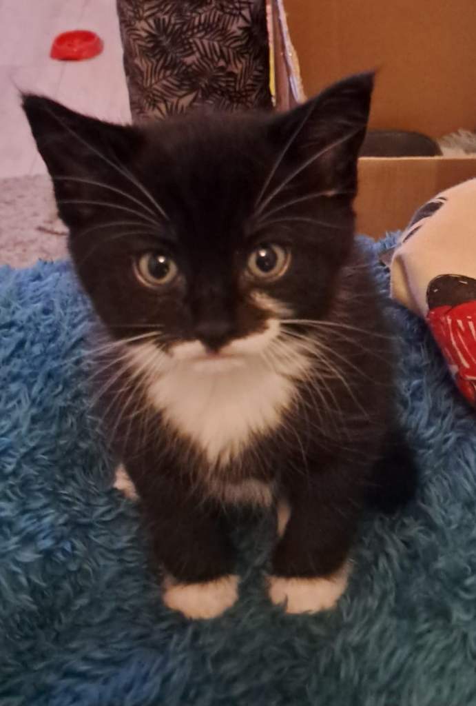 Black and white kitten 